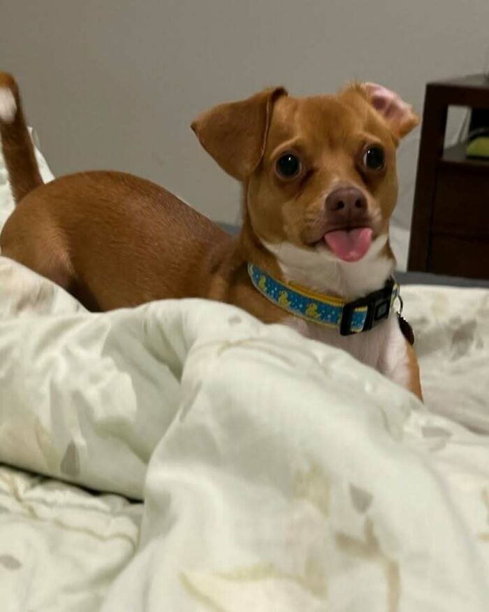 Animals Who Walk Into The Room Like They Own It (And It's Hilarious)