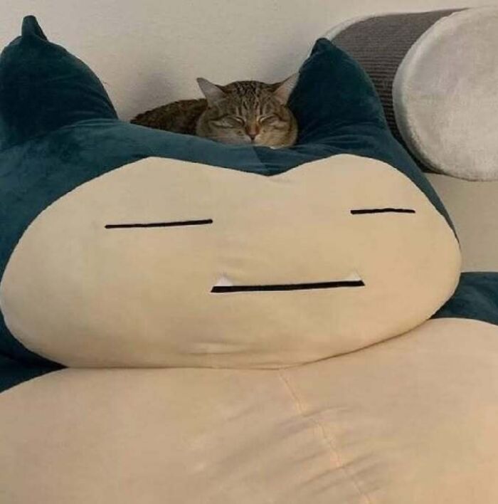 Animals Who Walk Into The Room Like They Own It (And It's Hilarious)