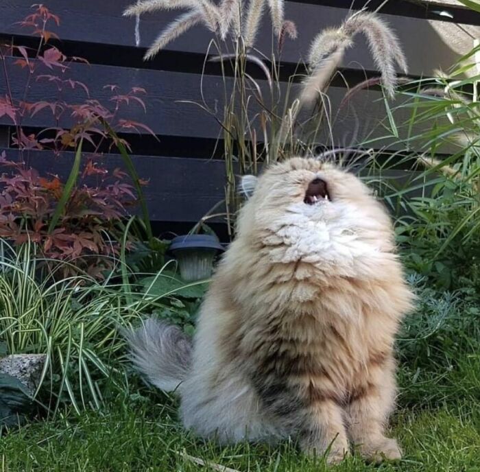 Animals Who Walk Into The Room Like They Own It (And It's Hilarious)