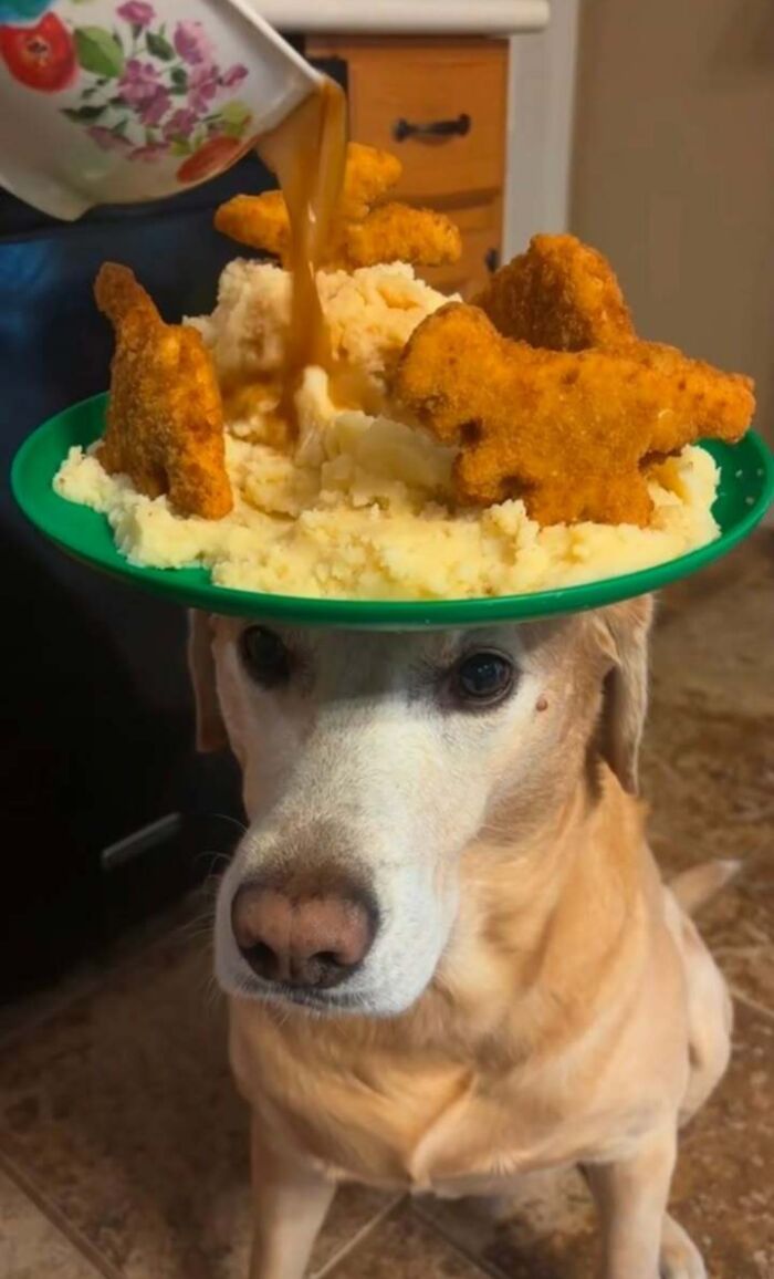 Animals Who Walk Into The Room Like They Own It (And It's Hilarious)