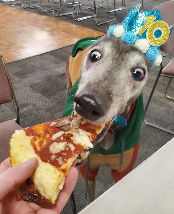 Animals Who Walk Into The Room Like They Own It (And It's Hilarious)