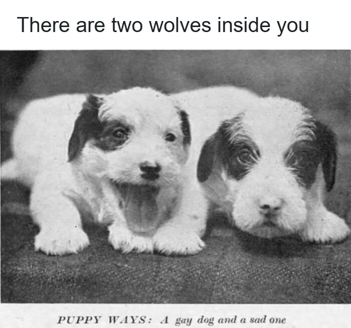 Animals Who Walk Into The Room Like They Own It (And It's Hilarious)