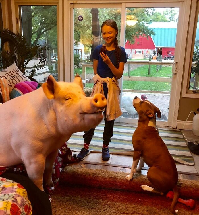 Animals Who Walk Into The Room Like They Own It (And It's Hilarious)