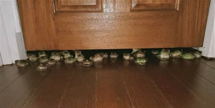 Animals Who Walk Into The Room Like They Own It (And It's Hilarious)