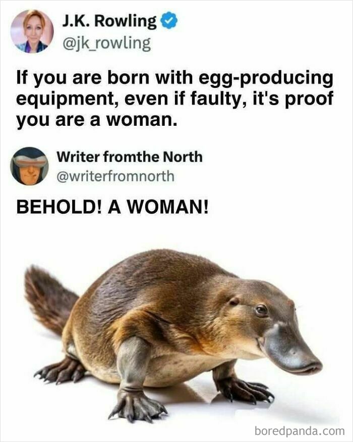 Animals Who Walk Into The Room Like They Own It (And It's Hilarious)