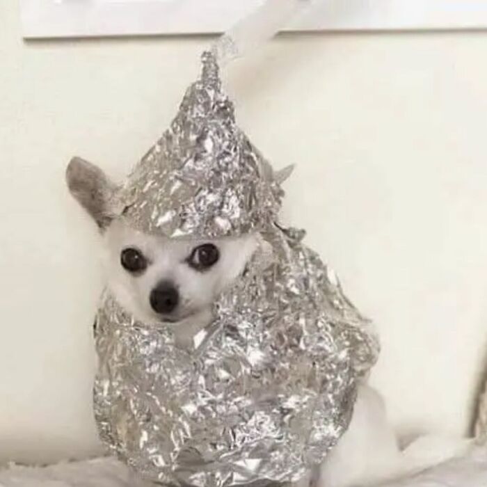 Animals Who Walk Into The Room Like They Own It (And It's Hilarious)