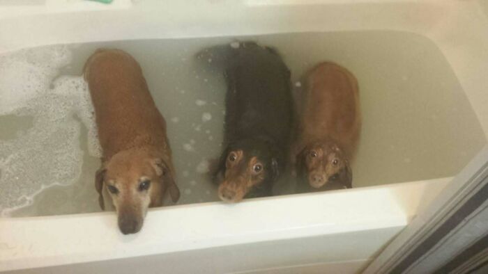 Animals Who Walk Into The Room Like They Own It (And It's Hilarious)