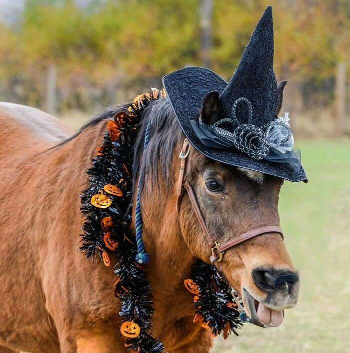 Animals Who Walk Into The Room Like They Own It (And It's Hilarious)