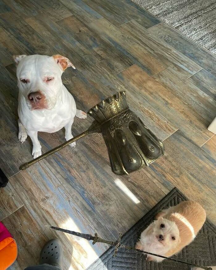 Animals Who Walk Into The Room Like They Own It (And It's Hilarious)