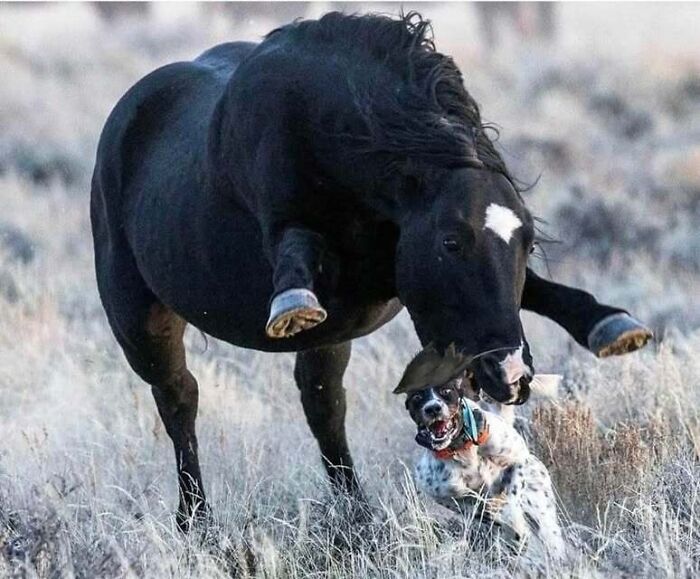 Animals Who Walk Into The Room Like They Own It (And It's Hilarious)