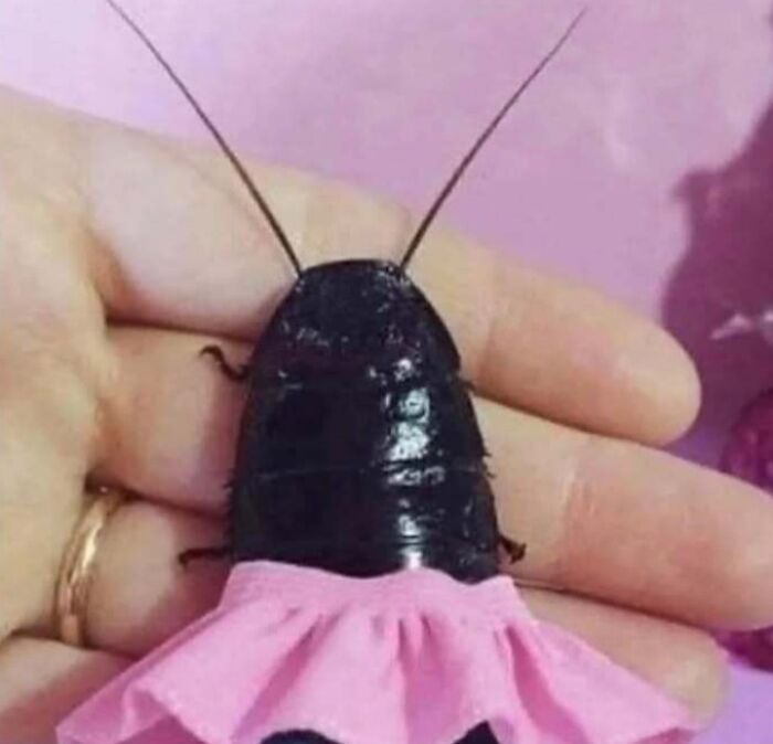 Animals Who Walk Into The Room Like They Own It (And It's Hilarious)