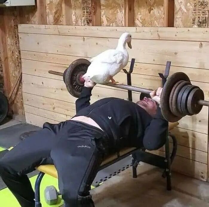 Animals Who Walk Into The Room Like They Own It (And It's Hilarious)