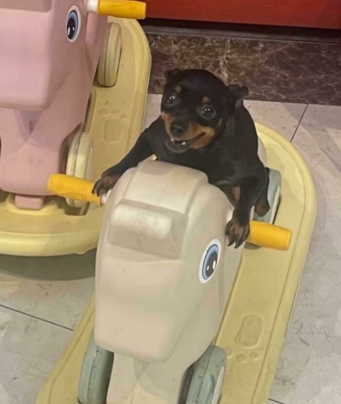 Animals Who Walk Into The Room Like They Own It (And It's Hilarious)