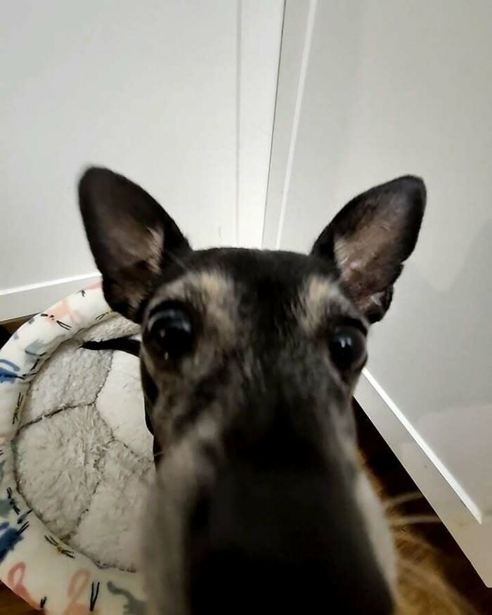 Animals Who Walk Into The Room Like They Own It (And It's Hilarious)