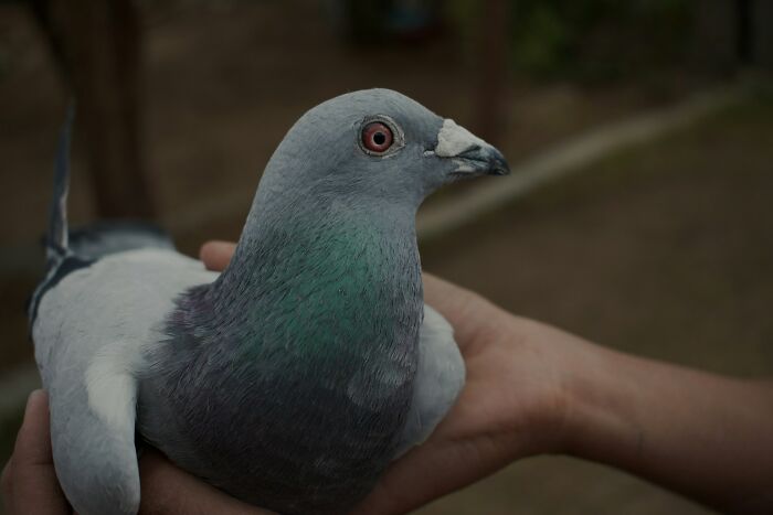 Live Pigeon Shooting – Yep, That Was a Thing
