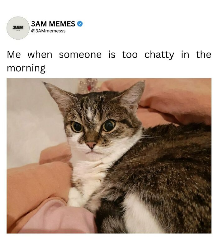 Wait, They Actually Ranked These 49 Hilarious 3AM Memes That Nail Those Late-Night Brain Blips?