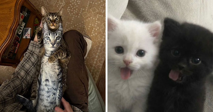 Cats With Serious Swag: 65 Pics That’ll Totally Make Your Day