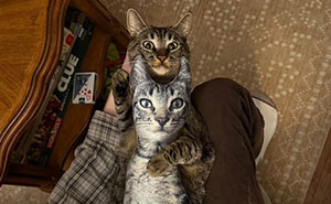 Cats With Serious Swag: 65 Pics That’ll Totally Make Your Day