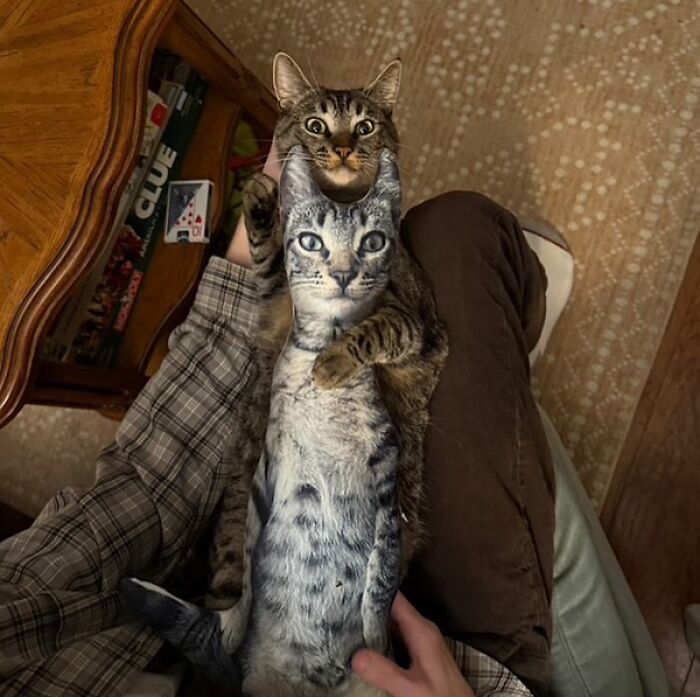 Cats With Serious Swag: 65 Pics That’ll Totally Make Your Day