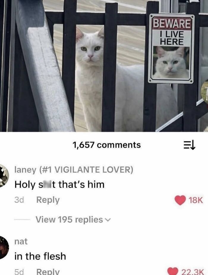 Cats With Serious Swag: 65 Pics That’ll Totally Make Your Day