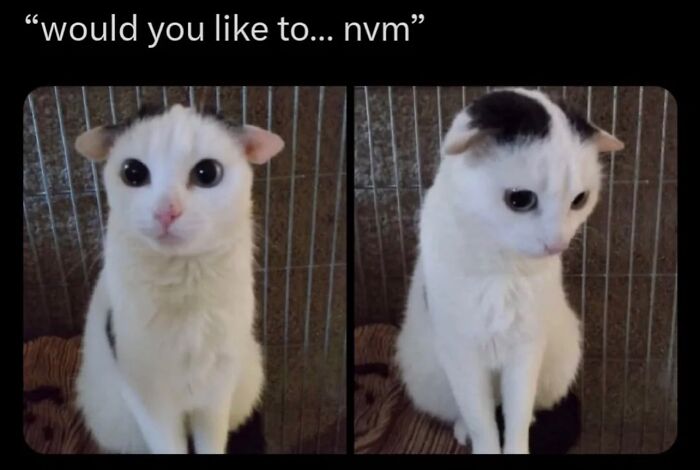 Cats With Serious Swag: 65 Pics That’ll Totally Make Your Day