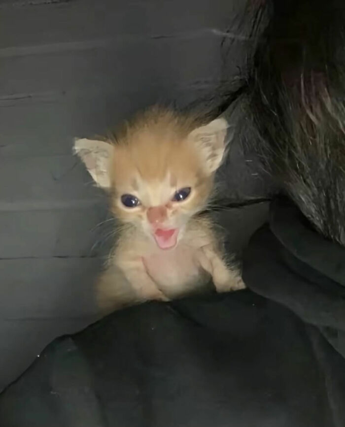 Cats With Serious Swag: 65 Pics That’ll Totally Make Your Day