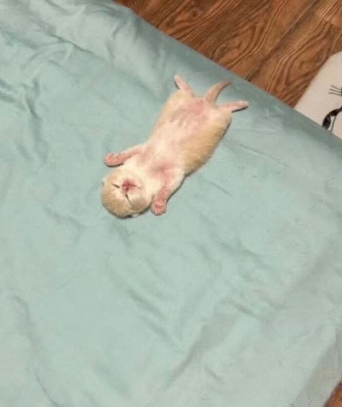 Cats With Serious Swag: 65 Pics That’ll Totally Make Your Day