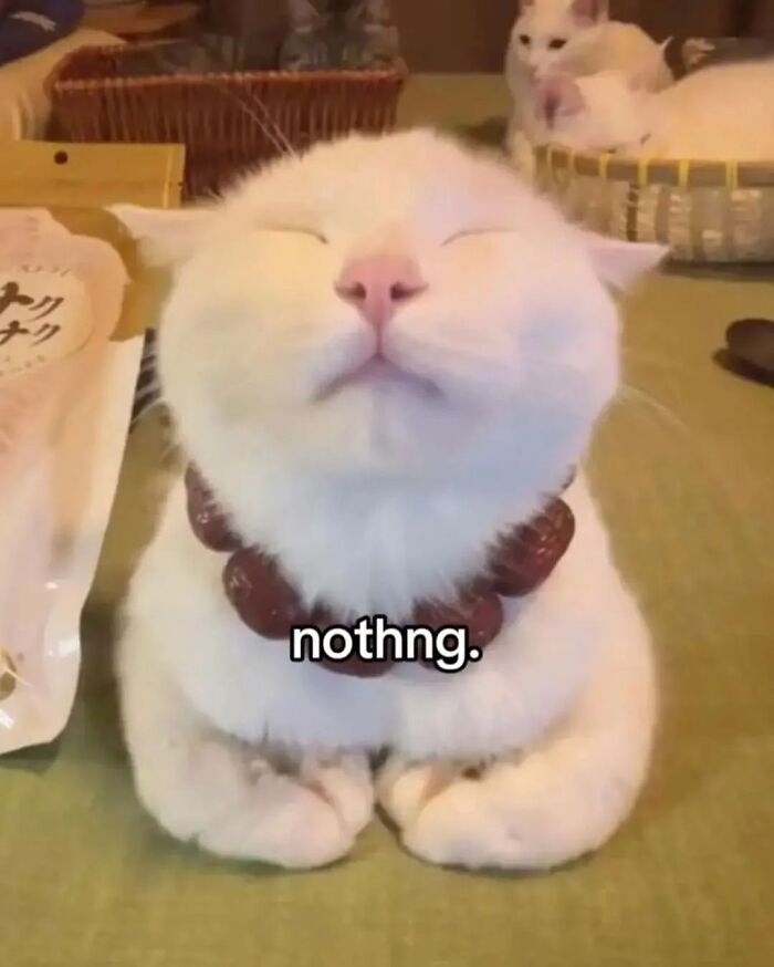 Cats With Serious Swag: 65 Pics That’ll Totally Make Your Day