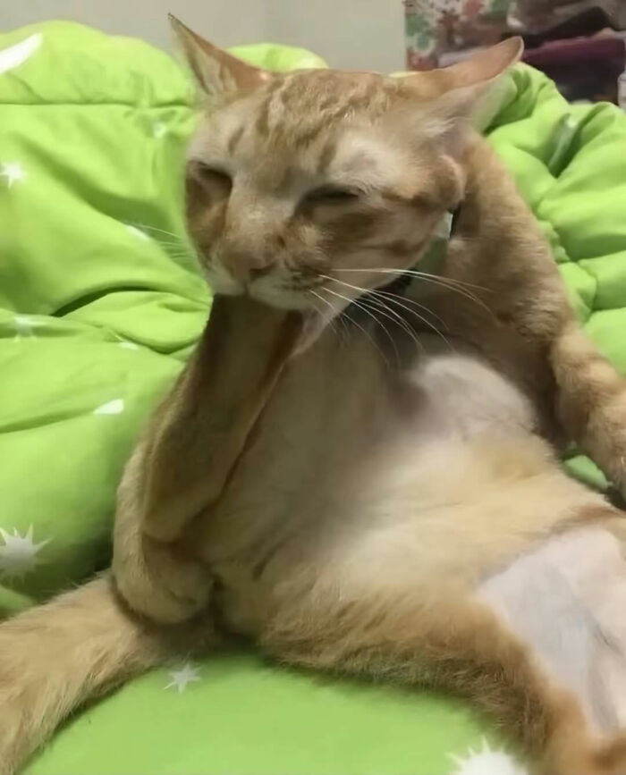 Cats With Serious Swag: 65 Pics That’ll Totally Make Your Day