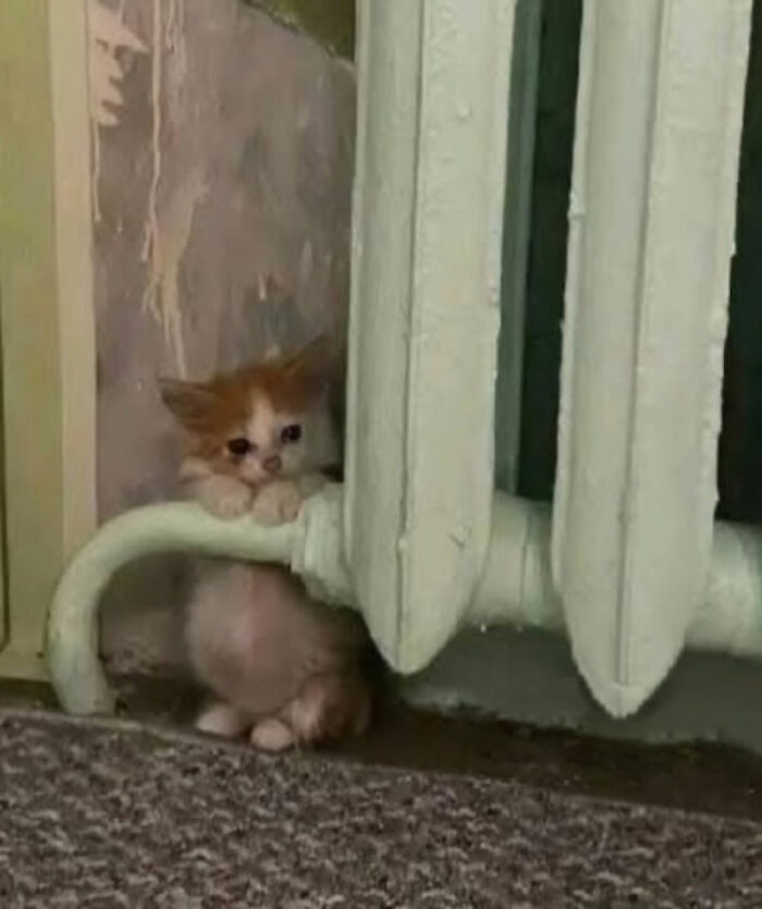 Cats With Serious Swag: 65 Pics That’ll Totally Make Your Day