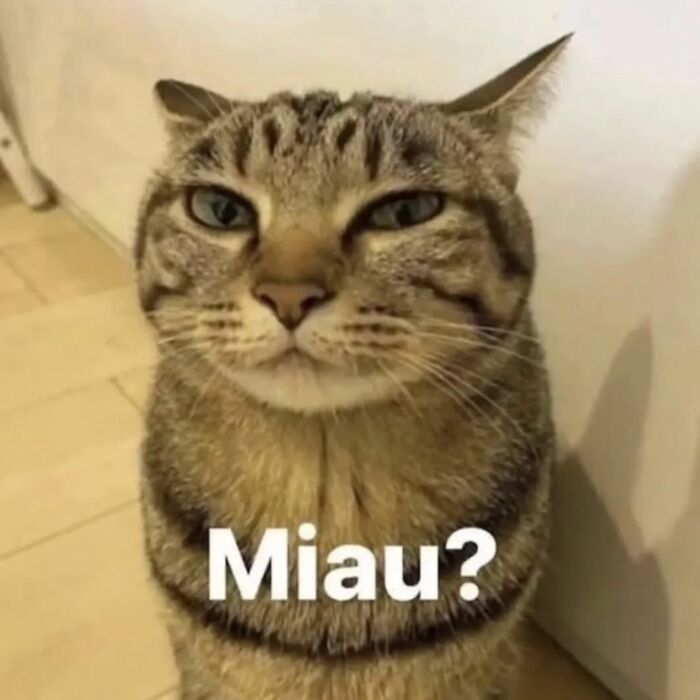 Cats With Serious Swag: 65 Pics That’ll Totally Make Your Day