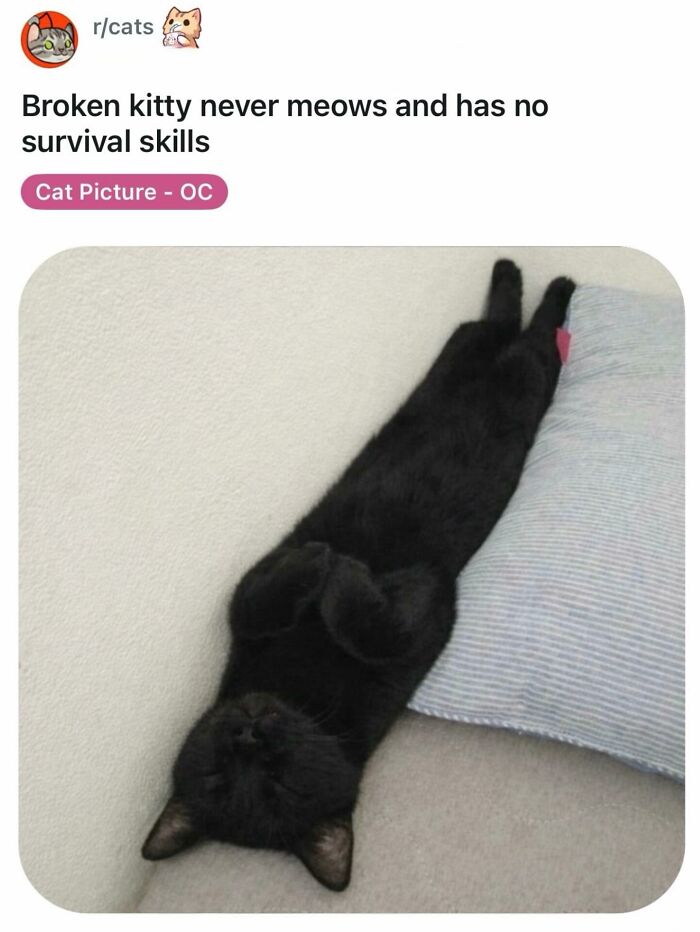 Cats With Serious Swag: 65 Pics That’ll Totally Make Your Day