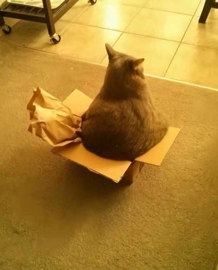 Cats With Serious Swag: 65 Pics That’ll Totally Make Your Day