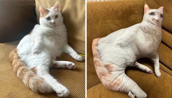 Cats With Serious Swag: 65 Pics That’ll Totally Make Your Day