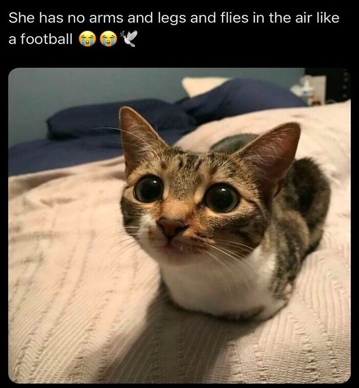 Cats With Serious Swag: 65 Pics That’ll Totally Make Your Day