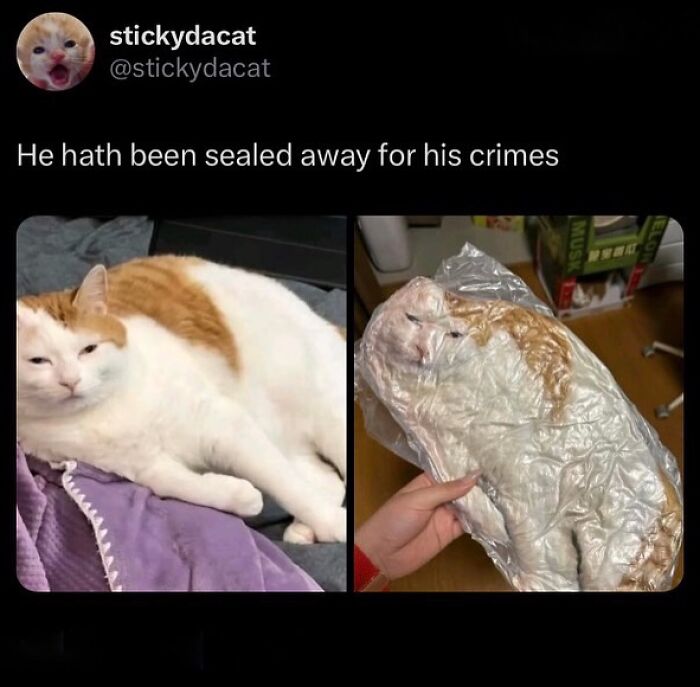 Cats With Serious Swag: 65 Pics That’ll Totally Make Your Day