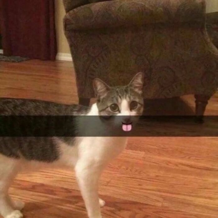 Cats With Serious Swag: 65 Pics That’ll Totally Make Your Day