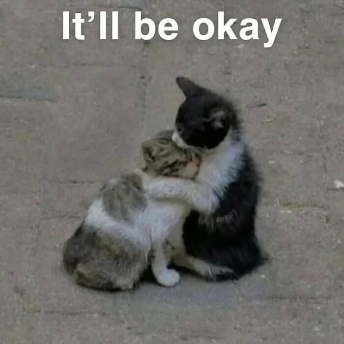 Cats With Serious Swag: 65 Pics That’ll Totally Make Your Day