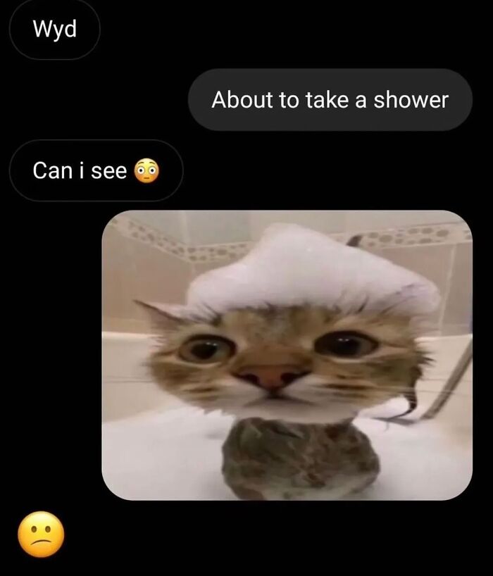 Cats With Serious Swag: 65 Pics That’ll Totally Make Your Day