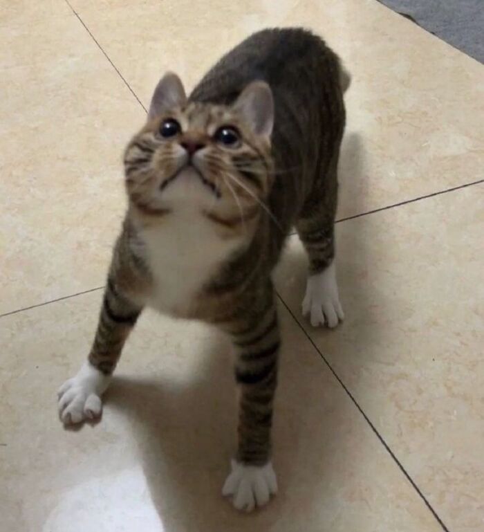 Cats With Serious Swag: 65 Pics That’ll Totally Make Your Day