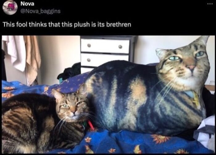 Cats With Serious Swag: 65 Pics That’ll Totally Make Your Day