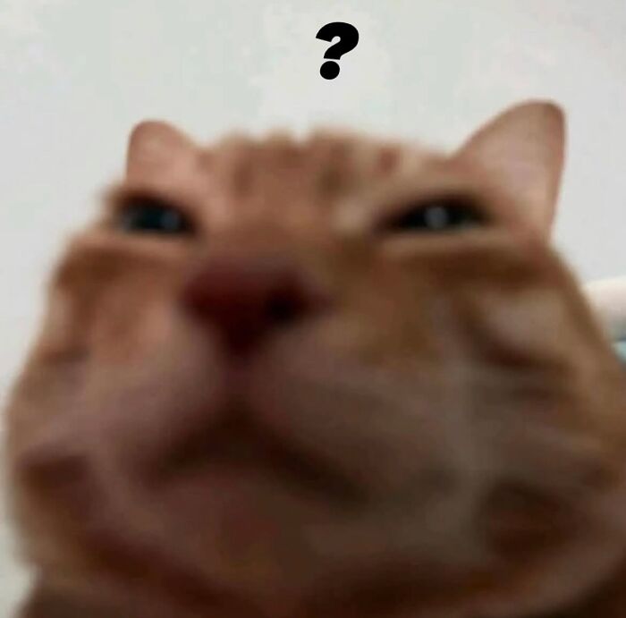 Cats With Serious Swag: 65 Pics That’ll Totally Make Your Day