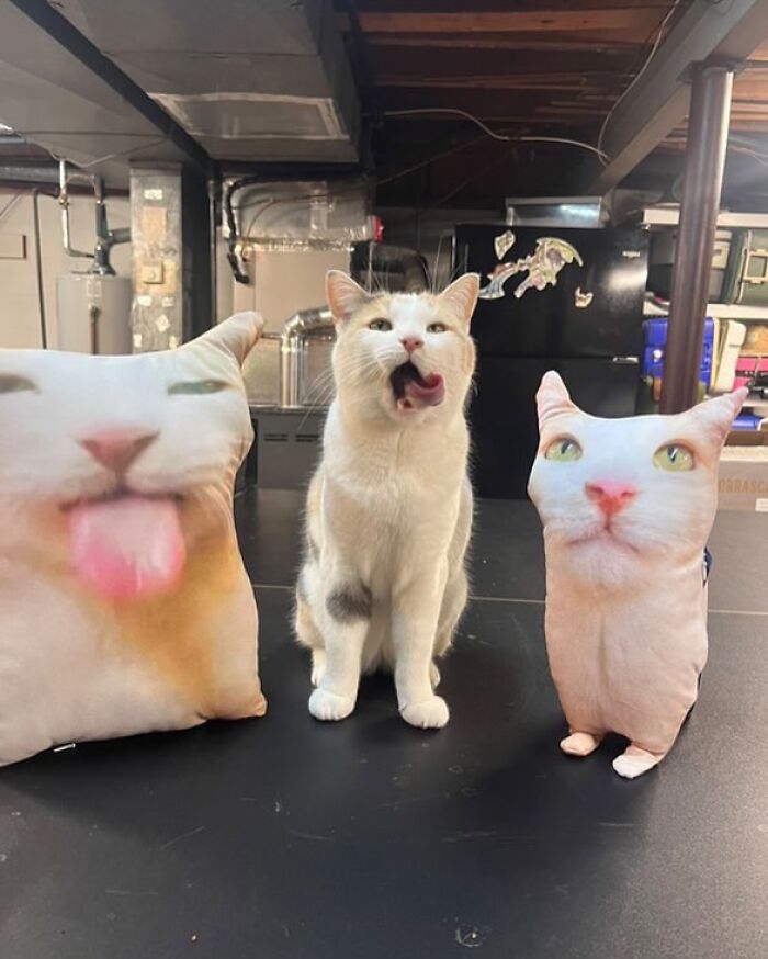 Cats With Serious Swag: 65 Pics That’ll Totally Make Your Day