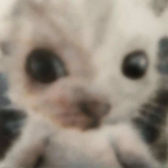 Cats With Serious Swag: 65 Pics That’ll Totally Make Your Day