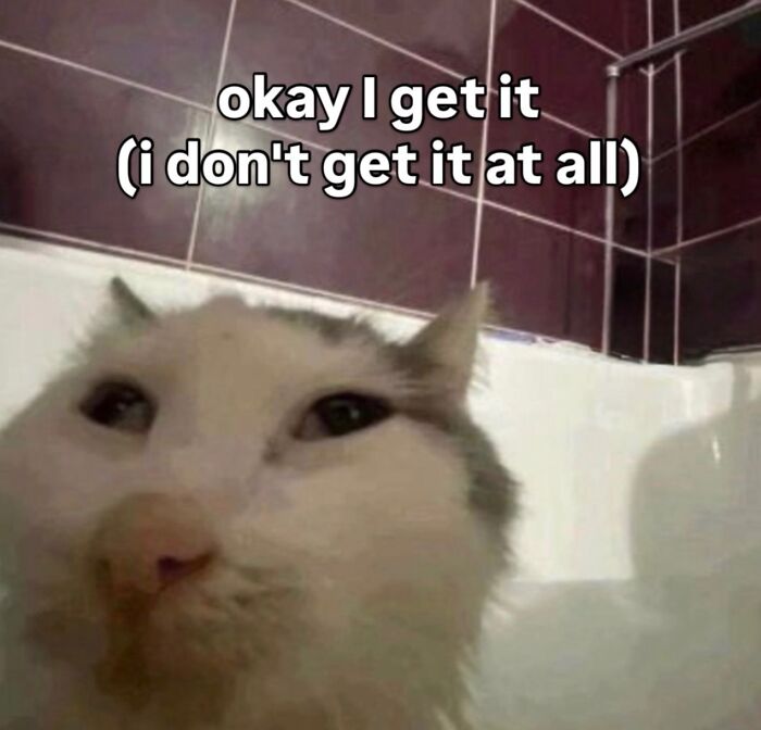 Cats With Serious Swag: 65 Pics That’ll Totally Make Your Day