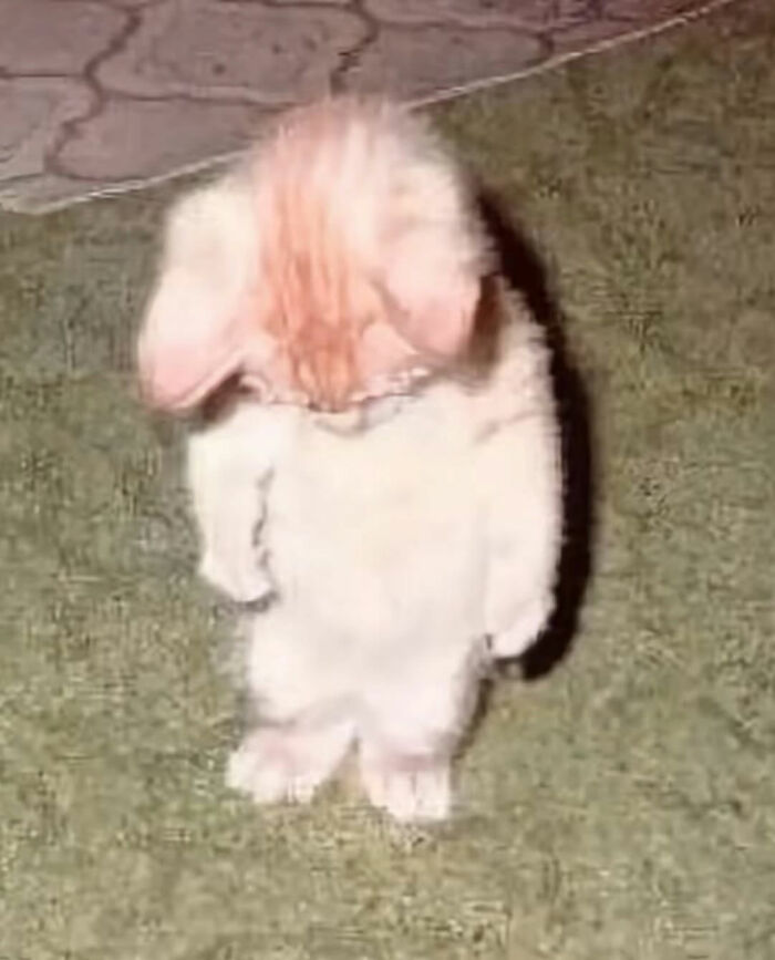 Cats With Serious Swag: 65 Pics That’ll Totally Make Your Day