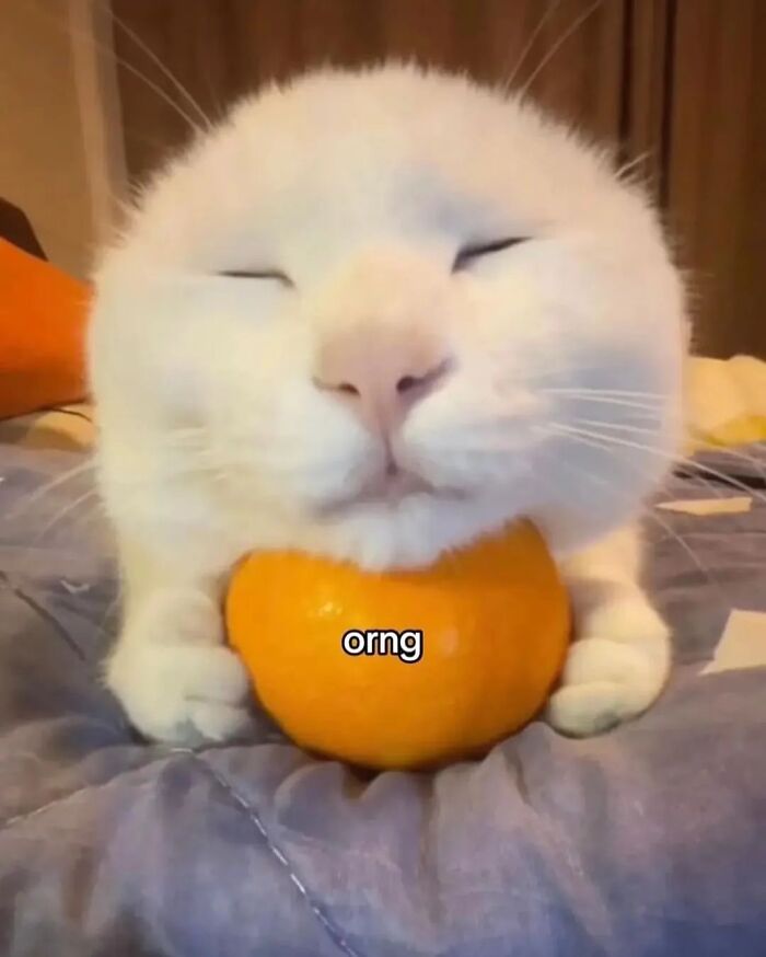 Cats With Serious Swag: 65 Pics That’ll Totally Make Your Day