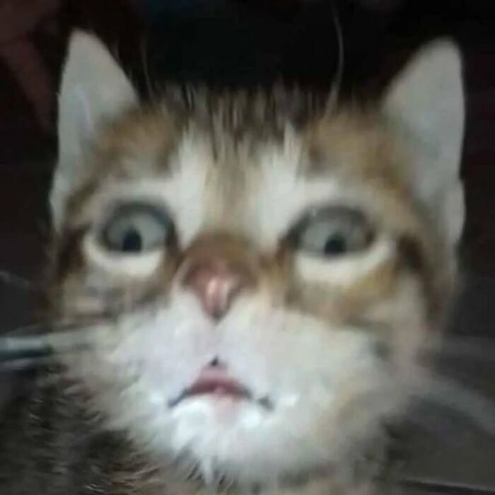 Cats With Serious Swag: 65 Pics That’ll Totally Make Your Day