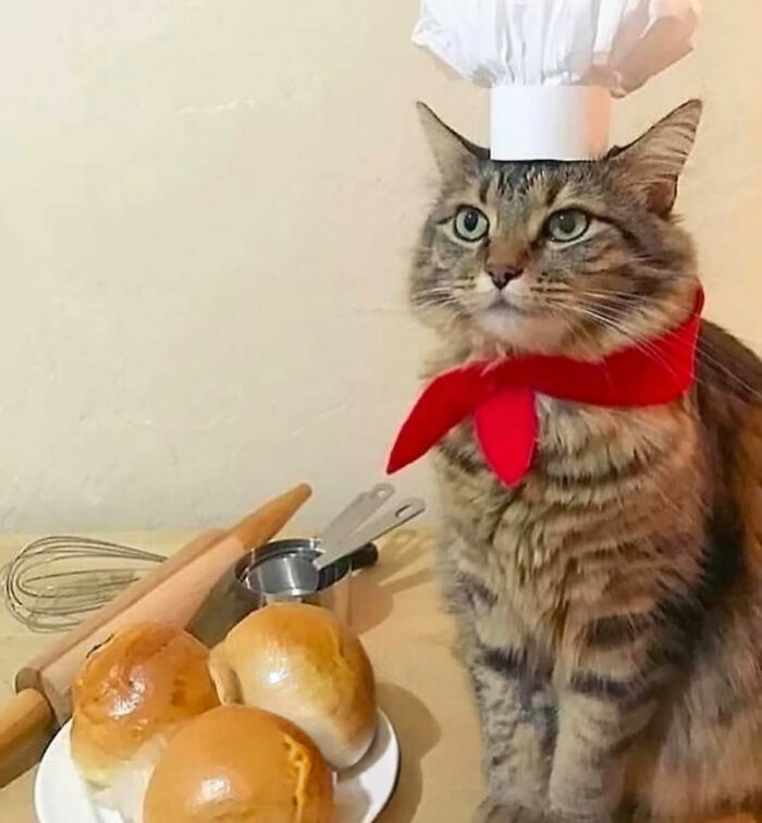 Cats With Serious Swag: 65 Pics That’ll Totally Make Your Day