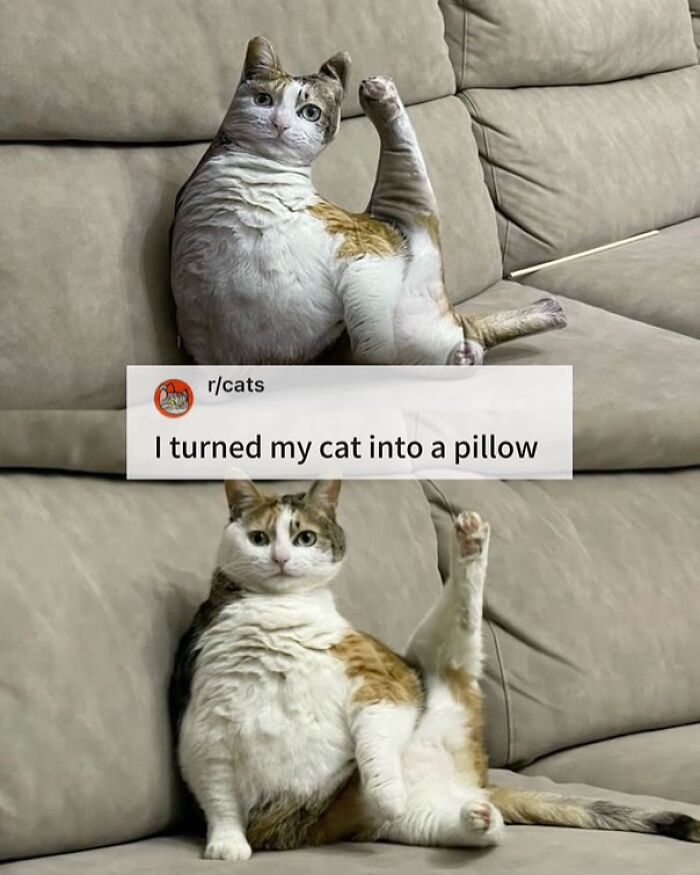 Cats With Serious Swag: 65 Pics That’ll Totally Make Your Day